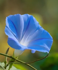 Heavenly Blue Morning Glory Seeds – Sky-Blue Climber, Pollinator Friendly (50 Seeds) for Outdoor Planting - Image 2