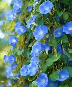 Heavenly Blue Morning Glory Seeds – Sky-Blue Climber, Pollinator Friendly (50 Seeds) for Outdoor Planting - Image 3