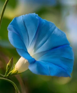 Heavenly Blue Morning Glory Seeds – Sky-Blue Climber, Pollinator Friendly (50 Seeds) for Outdoor Planting - Image 4