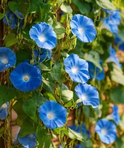 Heavenly Blue Morning Glory Seeds – Sky-Blue Climber, Pollinator Friendly (50 Seeds) for Outdoor Planting - Image 5
