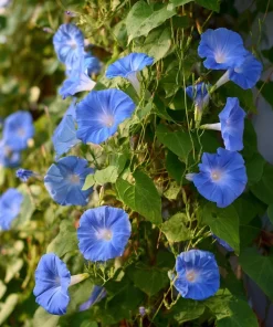 Heavenly Blue Morning Glory Seeds – Sky-Blue Climber, Pollinator Friendly (50 Seeds) for Outdoor Planting - Image 6