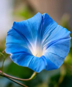 Heavenly Blue Morning Glory Seeds – Sky-Blue Climber, Pollinator Friendly (50 Seeds) for Outdoor Planting - Image 7