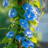 Heavenly Blue Morning Glory Seeds – Sky-Blue Climber, Pollinator Friendly (50 Seeds) for Outdoor Planting - Image 1