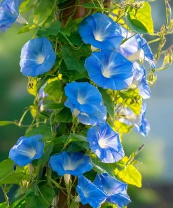 Heavenly Blue Morning Glory Seeds – Sky-Blue Climber, Pollinator Friendly (50 Seeds) for Outdoor Planting - Image 1
