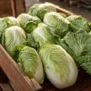 Heirloom Napa Cabbage Seeds – Chinese Cabbage, 100 Seeds, Easy-to-Grow - Image 1