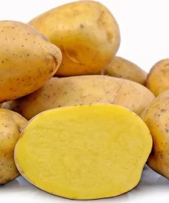 Heirloom Potato Seeds for Growing, Mixed Variety, 210 Count - Image 5