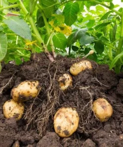 Heirloom Potato Seeds for Growing, Mixed Variety, 210 Count - Image 7