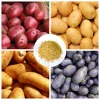 Heirloom Potato Seeds for Growing, Mixed Variety, 210 Count - Image 1