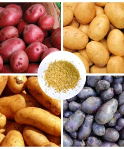Heirloom Potato Seeds for Growing, Mixed Variety, 210 Count - Image 1
