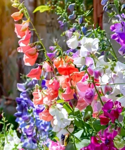 Heirloom Sweet Pea Seeds Mix - Lathyrus odoratus - 25 Seed Packet - Image 2