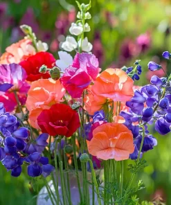 Heirloom Sweet Pea Seeds Mix - Lathyrus odoratus - 25 Seed Packet - Image 3