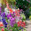 Heirloom Sweet Pea Seeds Mix - Lathyrus odoratus - 25 Seed Packet - Image 1