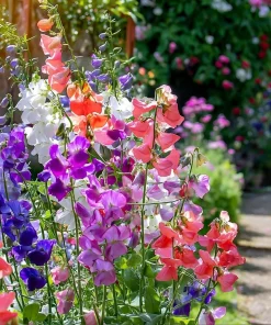 Heirloom Sweet Pea Seeds Mix - Lathyrus odoratus - 25 Seed Packet - Image 1