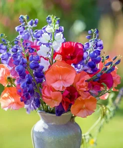 Heirloom Sweet Pea Seeds Mix - Lathyrus odoratus - 25 Seed Packet - Image 4
