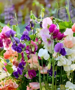 Heirloom Sweet Pea Seeds Mix - Lathyrus odoratus - 25 Seed Packet - Image 5
