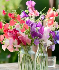Heirloom Sweet Pea Seeds Mix - Lathyrus odoratus - 25 Seed Packet - Image 6