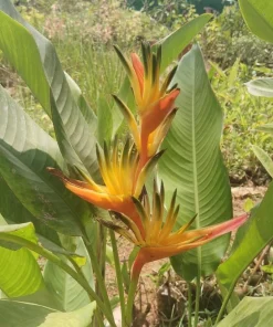 Heliconia Psittacorum Rhizomes - Tropical Bird of Paradise Plant - 2 Pack, 6-8 Inch Long, Red Orange Flowers - Image 2