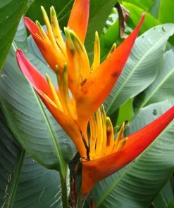 Heliconia Psittacorum Rhizomes - Tropical Bird of Paradise Plant - 2 Pack, 6-8 Inch Long, Red Orange Flowers - Image 3