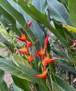 Heliconia Psittacorum Rhizomes - Tropical Bird of Paradise Plant - 2 Pack, 6-8 Inch Long, Red Orange Flowers - Image 4