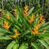 Heliconia Psittacorum Rhizomes - Tropical Bird of Paradise Plant - 2 Pack, 6-8 Inch Long, Red Orange Flowers - Image 1