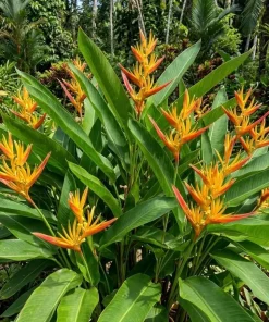Heliconia Psittacorum Rhizomes - Tropical Bird of Paradise Plant - 2 Pack, 6-8 Inch Long, Red Orange Flowers - Image 1
