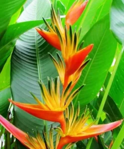 Heliconia Psittacorum Rhizomes - Tropical Bird of Paradise Plant - 2 Pack, 6-8 Inch Long, Red Orange Flowers - Image 5