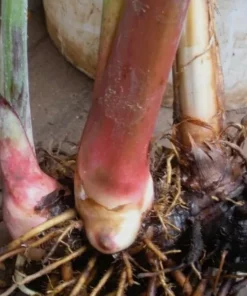 Heliconia Psittacorum Rhizomes - Tropical Bird of Paradise Plant - 2 Pack, 6-8 Inch Long, Red Orange Flowers - Image 7