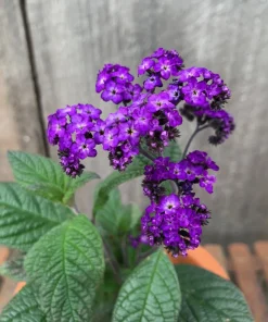 Heliotrope Fragrant Delight Live Plants (5-9