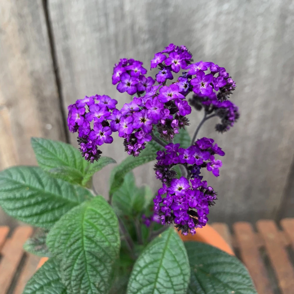 Heliotrope Fragrant Delight Live Plants (5-9") - Pack of 2 (TWO) - Cherry Pie Plant - Intense Vanilla Scent - Deep Purple Blooms - Image 2