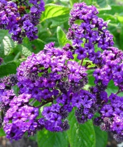 Heliotrope Fragrant Delight Live Plants (5-9