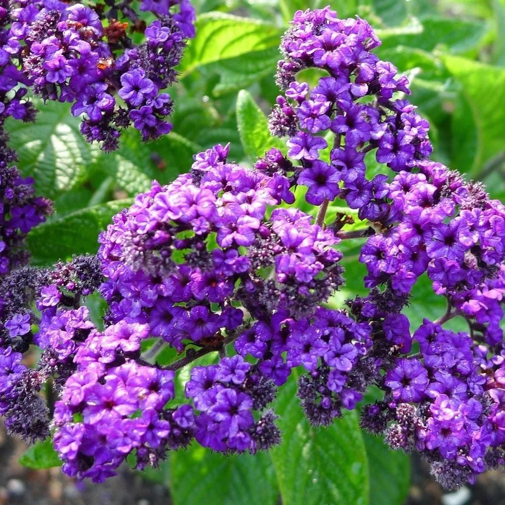 Heliotrope Fragrant Delight Live Plants (5-9") - Pack of 2 (TWO) - Cherry Pie Plant - Intense Vanilla Scent - Deep Purple Blooms - Image 3