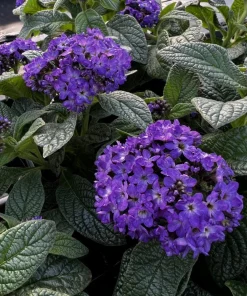 Heliotrope Fragrant Delight Live Plants (5-9