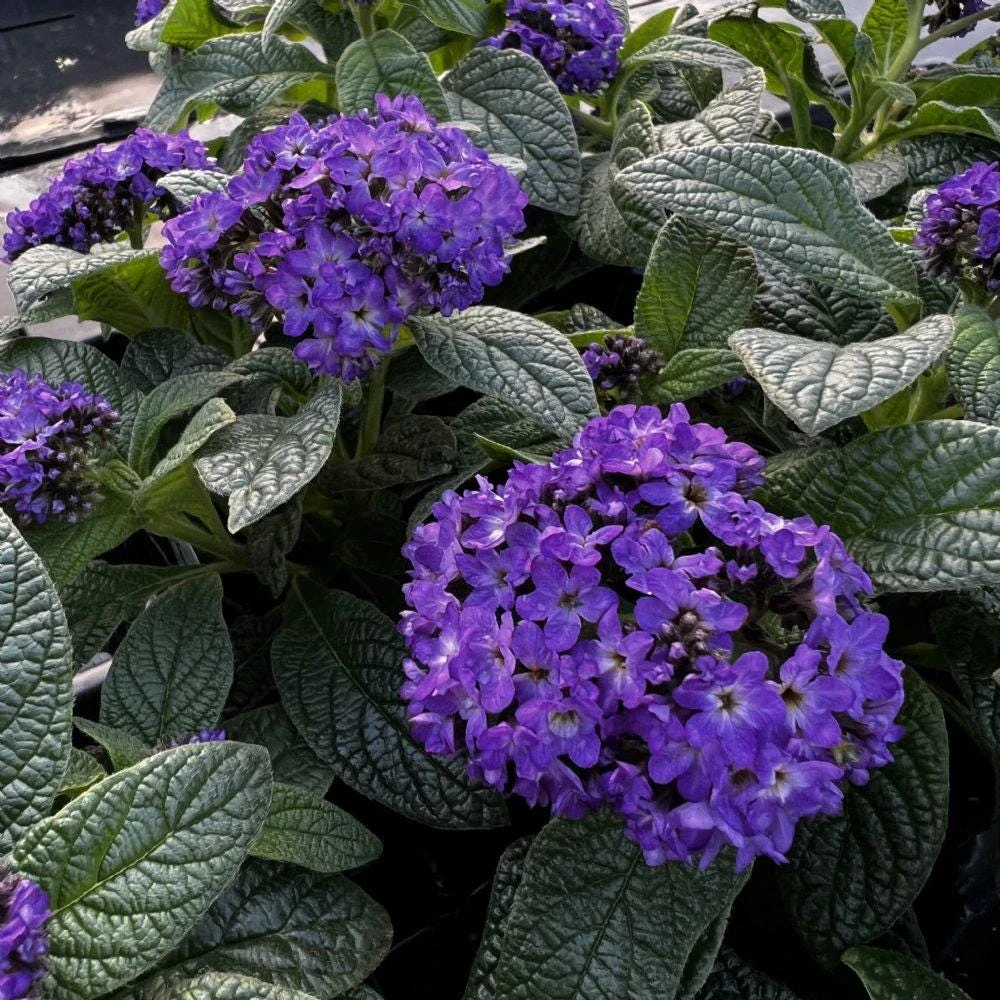Heliotrope Fragrant Delight Live Plants (5-9") - Pack of 2 (TWO) - Cherry Pie Plant - Intense Vanilla Scent - Deep Purple Blooms - Image 4