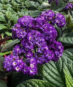 Heliotrope Fragrant Delight Live Plants (5-9