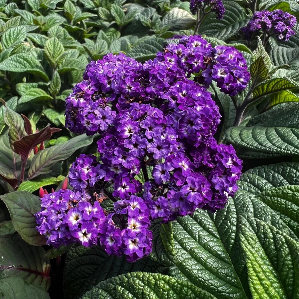 Heliotrope Fragrant Delight Live Plants (5-9") - Pack of 2 (TWO) - Cherry Pie Plant - Intense Vanilla Scent - Deep Purple Blooms - Image 5