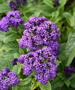 Heliotrope Fragrant Delight Live Plants (5-9