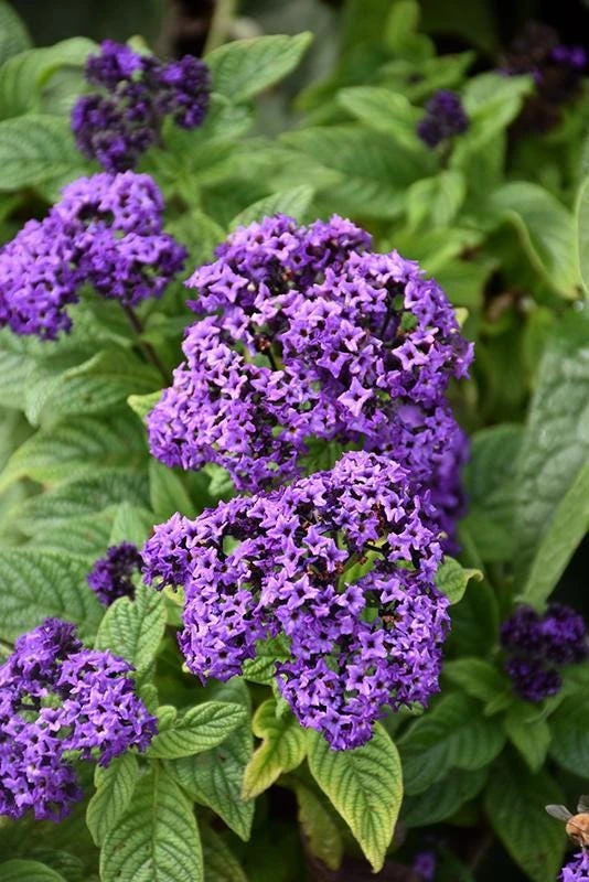 Heliotrope Fragrant Delight Live Plants (5-9") - Pack of 2 (TWO) - Cherry Pie Plant - Intense Vanilla Scent - Deep Purple Blooms - Image 6