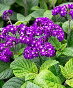 Heliotrope Fragrant Delight Live Plants (5-9") - Pack of 2 (TWO) - Cherry Pie Plant - Intense Vanilla Scent - Deep Purple Blooms - Image 1