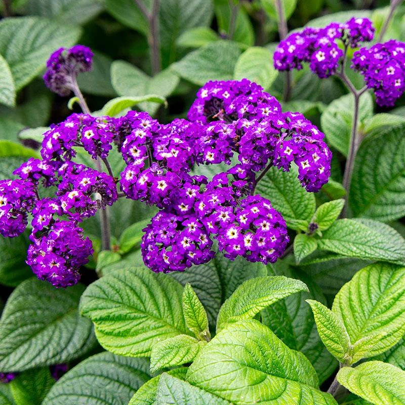 Heliotrope Fragrant Delight Live Plants (5-9") - Pack of 2 (TWO) - Cherry Pie Plant - Intense Vanilla Scent - Deep Purple Blooms - Image 1