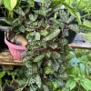 Hemigraphis alternata Exotica Live Plant - Purple Waffle Plant, Indoor Foliage - Image 1