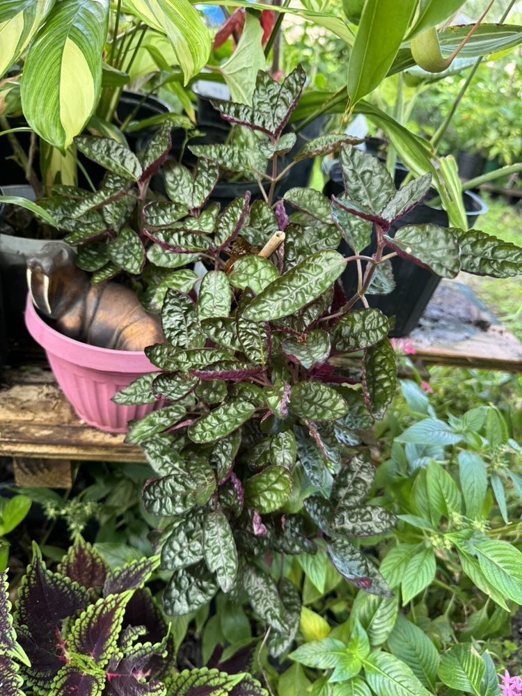 Hemigraphis Alternata Exotica Live Plant - Red Flame Ivy Houseplant - Image 1