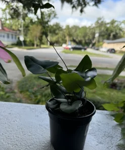 Hemionitis Arifolia Heart Leaf Fern Live Plant – Indoor Foliage – Potted - Image 3