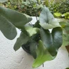 Hemionitis Arifolia Heart Leaf Fern Live Plant – Indoor Foliage – Potted - Image 1
