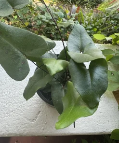 Hemionitis Arifolia Heart Leaf Fern Live Plant – Indoor Foliage – Potted - Image 1