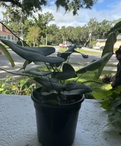 Hemionitis Arifolia Live Plant – Heart Fern Tropical Houseplant – Indoor - Image 2