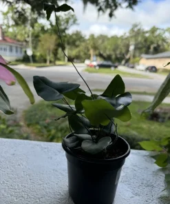 Hemionitis Arifolia Live Plant – Heart Fern Tropical Houseplant – Indoor - Image 3