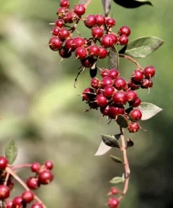 Henna Mehandi Dye Plant Seeds - Lawsonia Inermis for Natural Tattoo & Hair Dye - Image 2