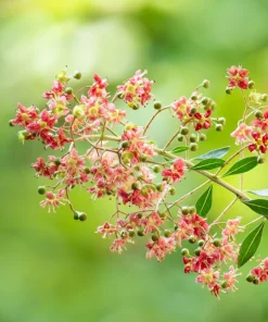 Henna Mehandi Dye Plant Seeds - Lawsonia Inermis for Natural Tattoo & Hair Dye - Image 3