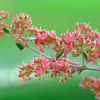 Henna Mehandi Dye Plant Seeds - Lawsonia Inermis for Natural Tattoo & Hair Dye - Image 1