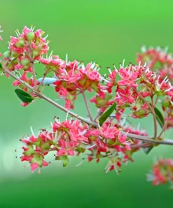 Henna Mehandi Dye Plant Seeds - Lawsonia Inermis for Natural Tattoo & Hair Dye - Image 1